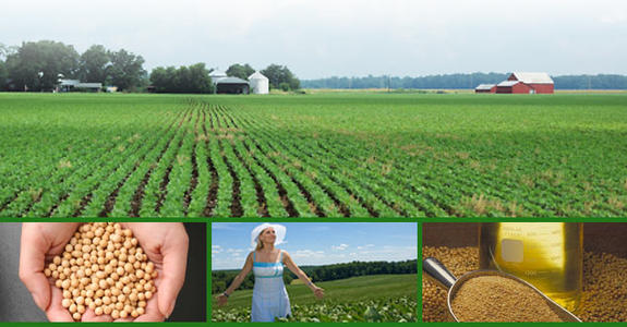 关于粮食战争的思考