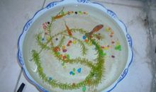 可怜的小鱼作文