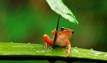 关于描写夏天的作文