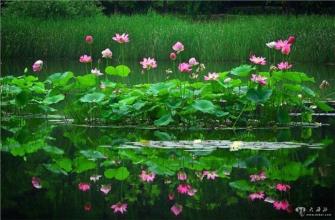 看完荷塘月色1000