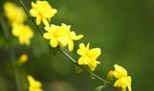 关于迎春花的作文