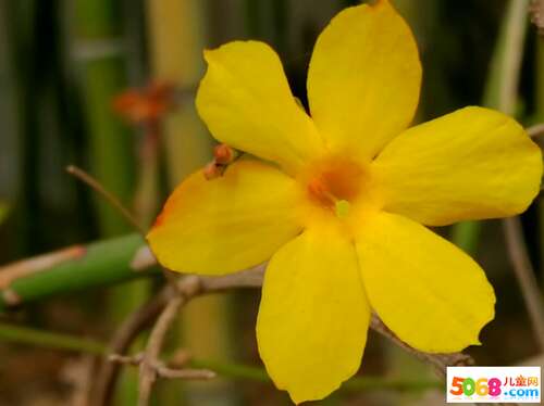 成分描述冬季茉莉花