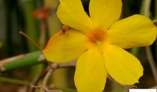 描写迎春花的作文