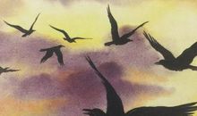 七只乌鸦读后感