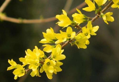 冬季茉莉花组成