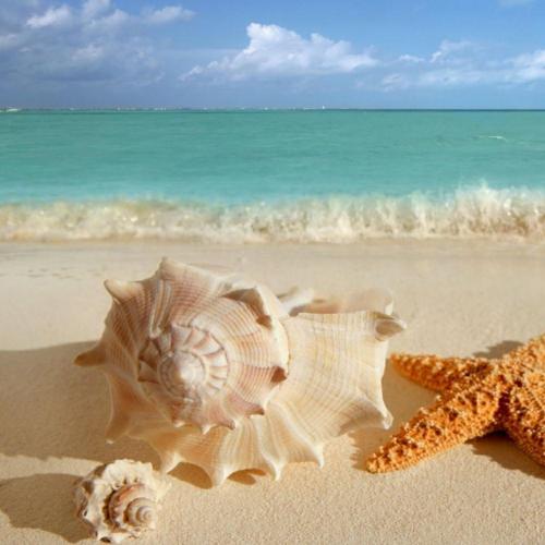 到海滩旅行的成分