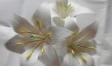 我喜欢百合花作文