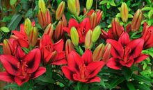 关于百合花的作文