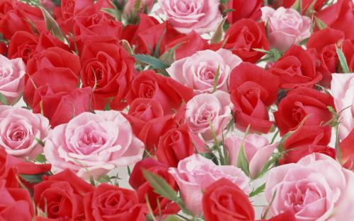 关于玫瑰的组成