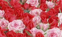 关于玫瑰花的作文