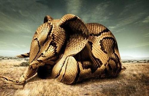 心脏不足，蛇吞下大象的成分