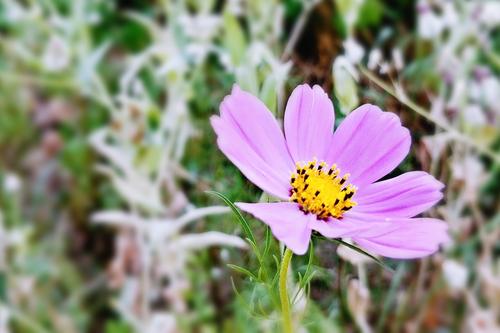 经典句：我是一样的荆棘，一样的人生