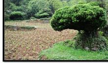 最美的坟墓读后感