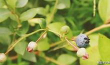 学雷锋演讲稿300字