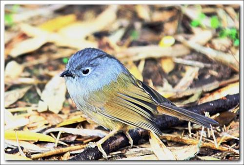 继续写一只小鸟