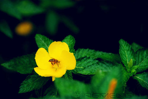 看完花后不睡觉