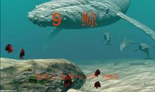 五年级课文鲸的读后感