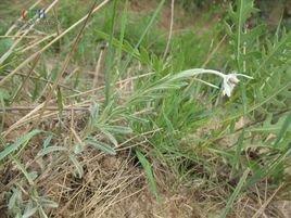 2018年高考全场作文浙江卷：低纸斜线