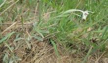 2018年高考满分作文浙江卷：矮纸斜行闲作草