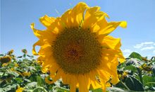 戈壁滩女王：《遥远的向日葵地》读后感