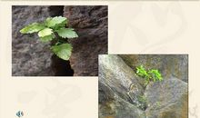 石缝间的生命读后感