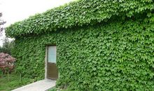 关于爬山虎作文