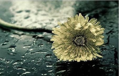 看完《草间世界，花菩提》后的感想