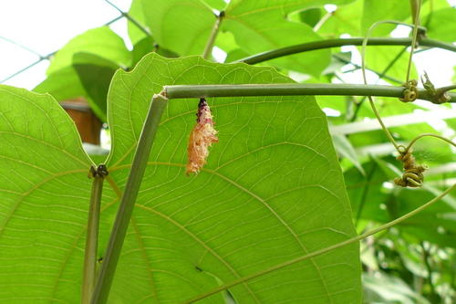 叶公好龙的延伸