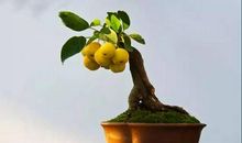 会说话的大树，看完酸酸的…