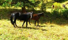 巩乃斯的马读后感