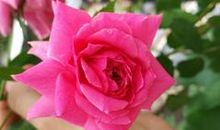 关于花的经典语句