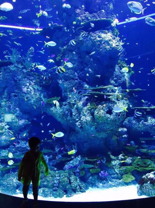 水族馆论文400字