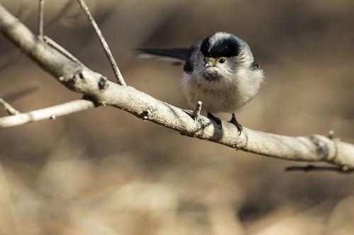读完《银鸟的故事》后的感想