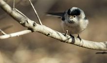 读《银鸟记》后感