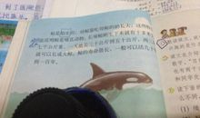 鲸的自述作文450字