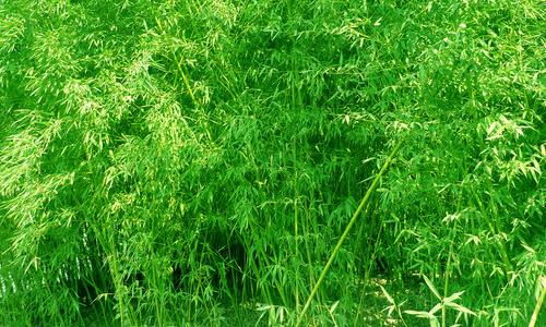 用竹子作构图的隐喻