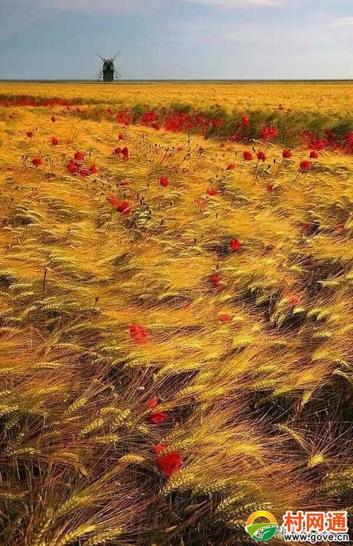 机会，像阳光一样跳跃