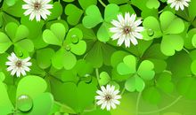 《蓝花》读后感