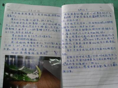 四年级小学日记300字