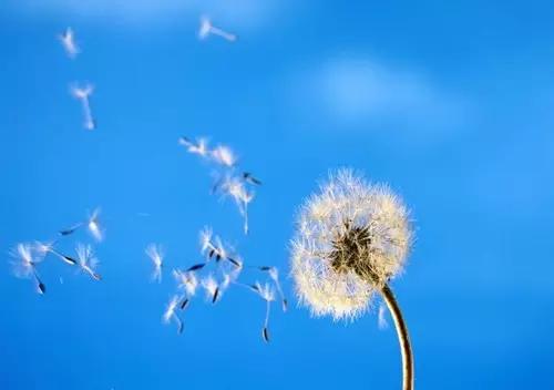 2015年高考满分作文卷：无色蝴蝶翅膀的思考