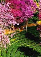 2015年高考满分作文:红通科学之路,自然之美