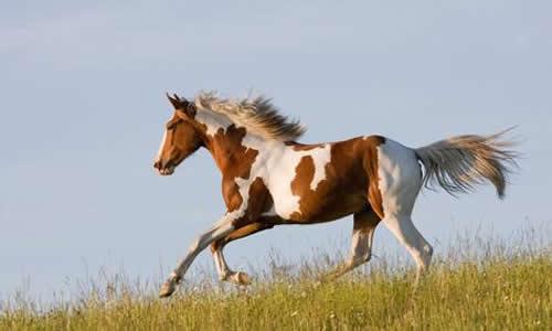 如果我有一匹马