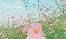 白蝴蝶之恋读后感