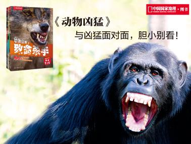 看完凶猛的动物