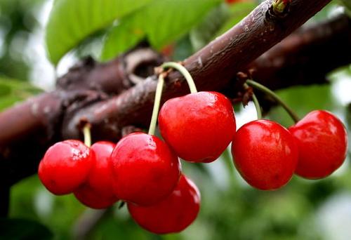 樱桃的成分