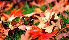 我爱秋天的落叶