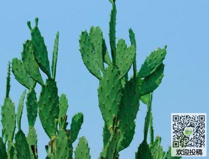 关于养花的300字论文