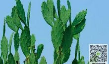 养花趣事作文300字