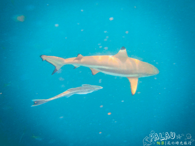 让我们开始胡旭东的演讲：最激动人心的太空发射