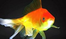 可爱的小鱼作文